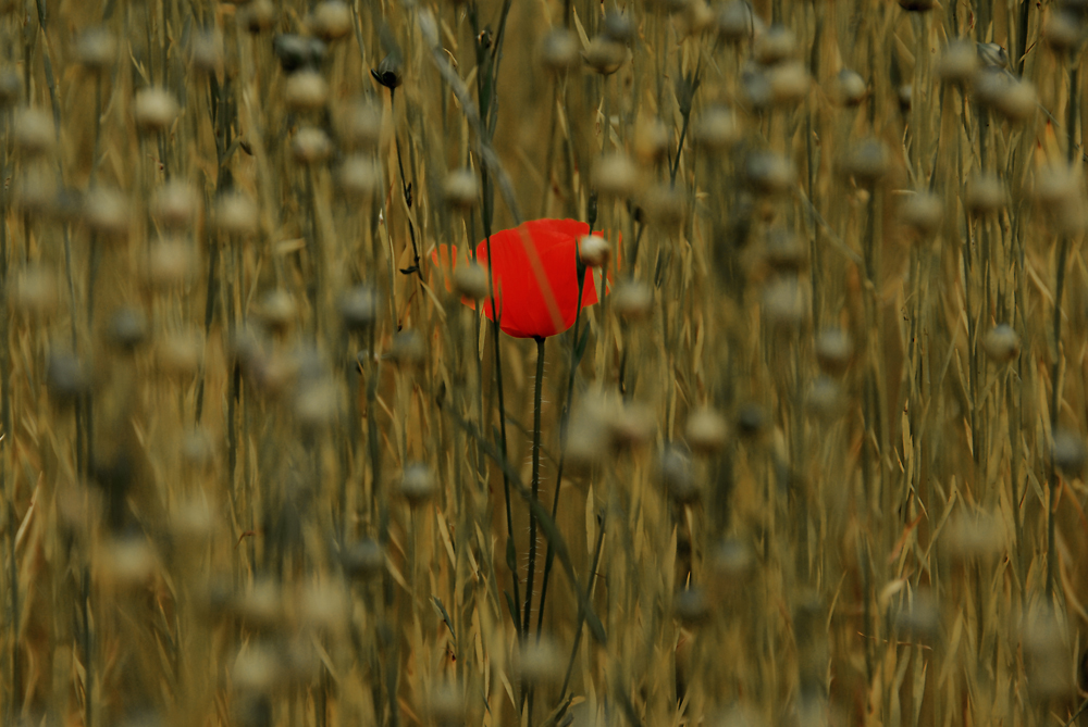 Coquelicot by Jeff